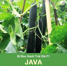Hạt giống Bí đao xanh trái dài Java - Gói 2gr