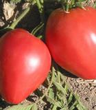 Hạt giống Cà chua hình trái tim đỏ