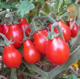 Hạt giống Cà chua lê đỏ