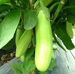 Hạt giống Cà xanh mỡ - Gói 5gr