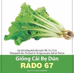 Hạt giống Cải bẹ dún - Gói 100gr