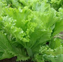 Hạt giống Cải bẹ mào gà 20gr