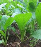 Hạt giống Cải ngọt Rado 54 - 20gr