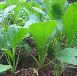 Hạt giống Cải ngọt Rado 54 - 20gr