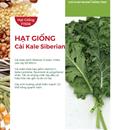 Hạt giống Cải xoăn Kale Siberian Rado 686 - 5gr