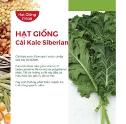 Hạt giống Cải xoăn Kale Siberian Rado 686 - 5gr