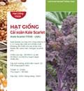 Hạt giống Cải xoăn Kale tím Scarlet - Red Russian Kale