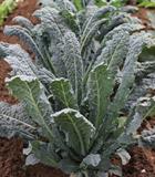 Hạt giống Cải xoăn Kale khủng long Toscano 5gr