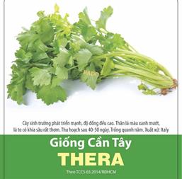 Hạt giống Cần tây Thera - Gói 100gr