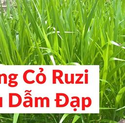 Hạt Giống Cỏ Ruzi Chịu Hạn Chịu Bóng Râm - Gói 500gr