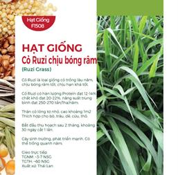 Hạt giống cỏ Ruzi chịu hạn chịu bóng râm 100gr