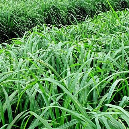 Hạt giống Cỏ Ghine, cỏ sả lá lớn Mombasa Ghine 100gr