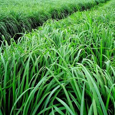 Hạt giống cỏ Ghine, cỏ sả lá lớn Mombasa Ghine - Gói 500gr