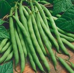 Hạt giống Đậu Cove cao sản 20gr