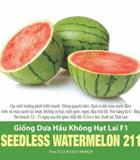 Hạt giống Dưa hấu không hạt F1