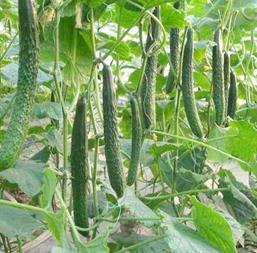 Hạt giống Dưa leo Nhật lai F1 GAIGA 355 - Gói 1gr