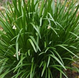 Hạt giống Hẹ lá - Gói 100gr