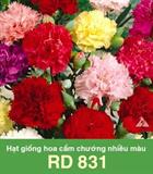Hạt giống Hoa Cẩm chướng nhiều màu RD 831 - Gói 0.5gr
