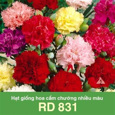 Hạt giống Hoa Cẩm chướng nhiều màu RD 831 - Gói 0.5gr