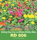 Hạt giống Hoa Cúc lá nhám nhiều màu RD 806 - Gói 1gr