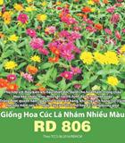 Hạt giống Hoa Cúc lá nhám nhiều màu RD 806 - Gói 0.1gr