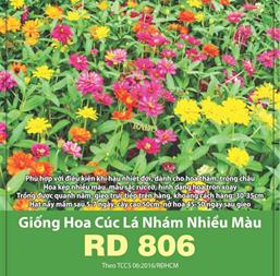 Hạt giống Hoa Cúc lá nhám nhiều màu RD 806 - Gói 0.1gr