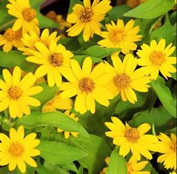 Hạt giống Hoa Cúc mặt trời 923