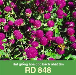 Hạt giống Hoa Cúc bách nhật tím RD 848 - Cúc nút áo 0.5gr