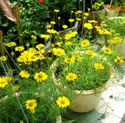 Hạt giống Hoa Cúc sao băng Rd 865- 0.1gr