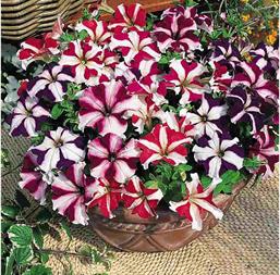 Hạt giống Hoa Dạ uyên thảo sọc nhiều màu - Gói 0.03Gr