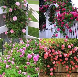 Hạt giống Hoa hồng leo nhiều màu 10 hạt