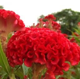 Hạt giống Hoa Mào Gà búa đỏ nhung 0.1gr