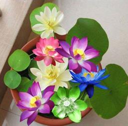 Hạt giống Hoa Sen mini mix