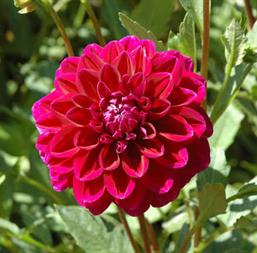 Hạt giống Hoa thược dược đỏ cánh kép