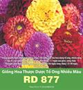 Hạt giống Hoa Thược dược tổ ong nhiều màu Rd 877 - 0.1gr