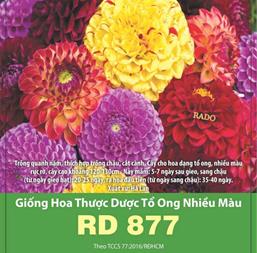 Hạt giống Hoa Thược dược tổ ong nhiều màu Rd 877 - 0.1gr