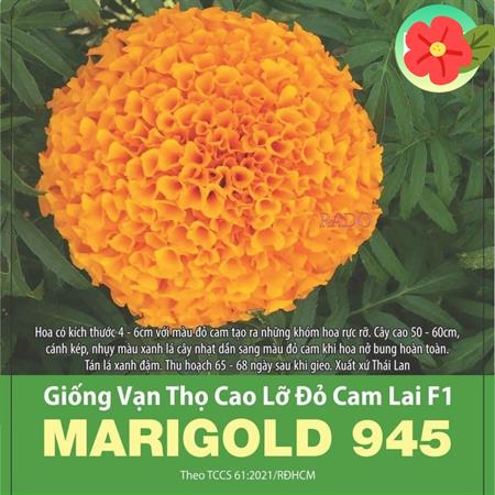 Hạt giống Hoa Vạn Thọ lỡ Đỏ Cam lai F1 MARIGOLD 945 - Gói 10 hạt