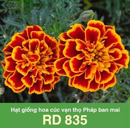 Hạt giống Hoa vạn thọ Pháp ban mai RD 835 - Gói 1gr