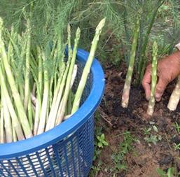 Hạt giống Măng tây xanh - Gói 0.5gr