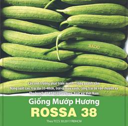 Hạt giống Mướp hương Rossa 38 - Gói 100 hạt