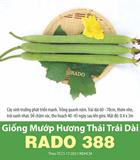 Hạt giống Mướp hương thái trái dài Rado 388 - Gói 100 Hạt