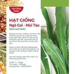 Hạt giống Ngò gai - Mùi tàu 10gr