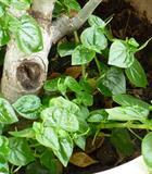 Hạt giống Rau càng cua 5gr