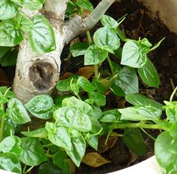 Hạt giống Rau càng cua 5gr