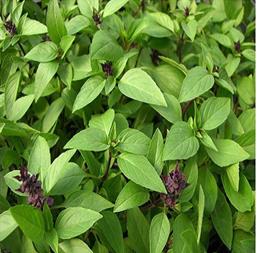 Hạt giống Húng Quế xanh lá to 10gr