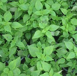 Hạt giống Rau kinh giới 1gr