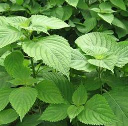 Hạt giống Rau kinh giới - Gói 100gr