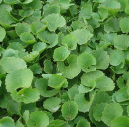 Hạt giống Rau má lá nhỏ 1gr