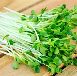 Hạt giống rau mầm củ cải trắng hạt lớn 100gr