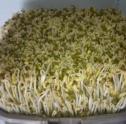Hạt giống Rau mầm giá đậu xanh 50gr